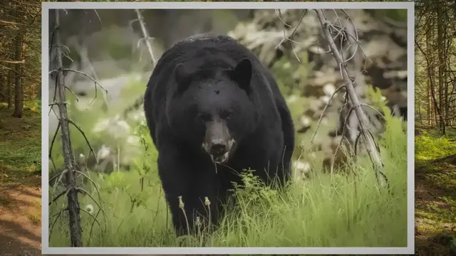 'Video thumbnail for How Big Does a Black Bear Get? A Guide To Their Size'