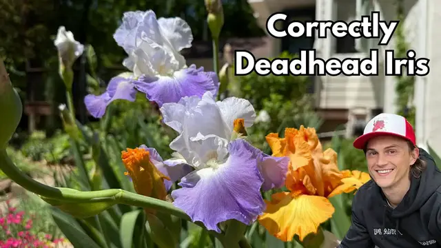 'Video thumbnail for Deadheading IRIS Flowers - the Correct Way'