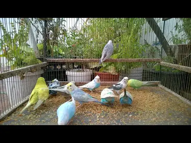 'Video thumbnail for Einzigartige Federn – Einzigartige Geschichten 📖🦜 #Vogelgeschichten #RareNarratives'