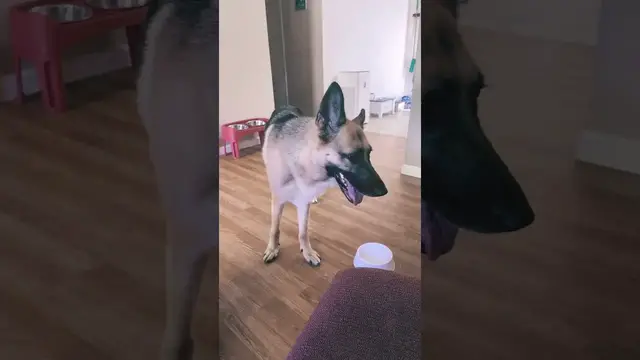 'Video thumbnail for Literally don’t even care-uh #funny #dogshorts'