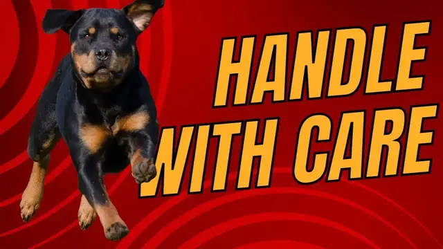 'Video thumbnail for Top 10 Dog Breeds Not for Novice Owners | Handle with Care!'