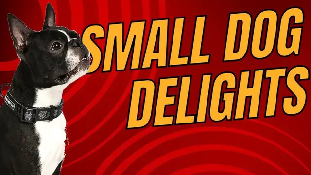 'Video thumbnail for Best Small Dog Breeds for Seniors: Choosing the Perfect Companion'