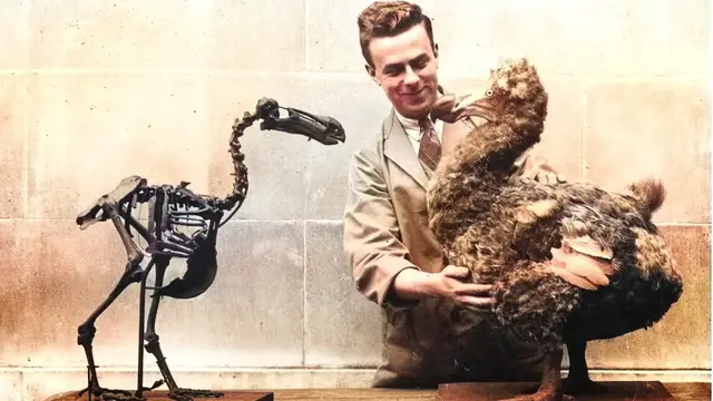 'Video thumbnail for Details People Just Ignore About The Dodo Bird'