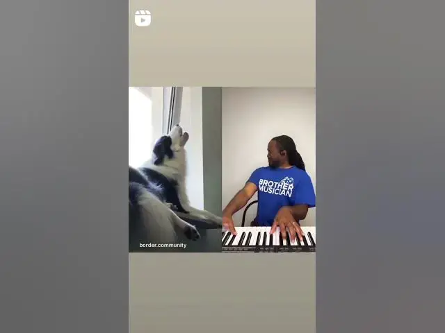 'Video thumbnail for #singingdog #haskysong #duodogs'