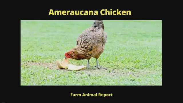 'Video thumbnail for 7 Options: Ameraucana Chicken Color Chart (2024)'