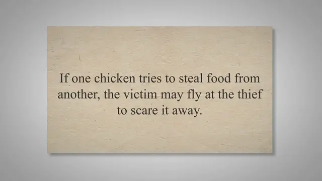 'Video thumbnail for Why do Chickens Fly at Each Other | Flying Chicken | Chickens'