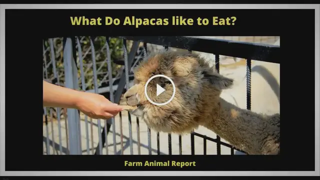 'Video thumbnail for What Do Alpacas like to Eat?'