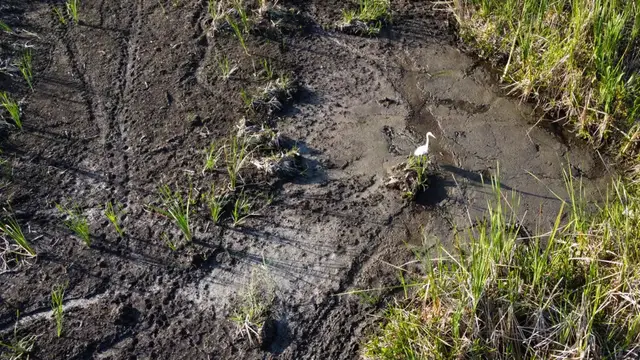 'Video thumbnail for In Florida’s Everglades, severe drought impacts wildlife and tourism'