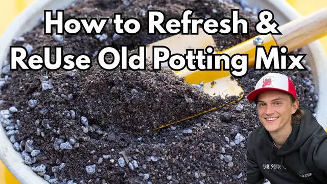 'Video thumbnail for Yes You can ReUse Old Potting Mix - Here's How to do it Correctly'