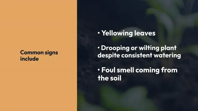 'Video thumbnail for Peace Lily Root Rot Treatment'