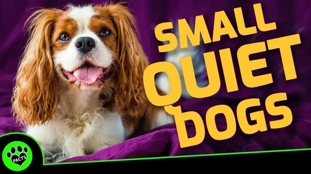 'Video thumbnail for 7 Small Quiet Dog Breeds Perfect for Apartment Living: No More Yappy Neighbors!'