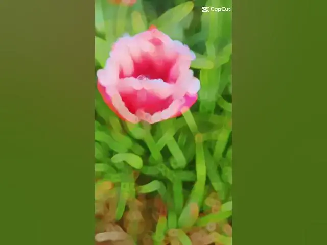 'Video thumbnail for Hobbledown Heath tulip patch. #london #tulips #londonwithkasia'