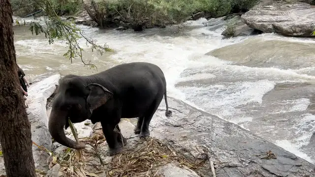 'Video thumbnail for Elephant Plays in river during 2 day jungle hike'