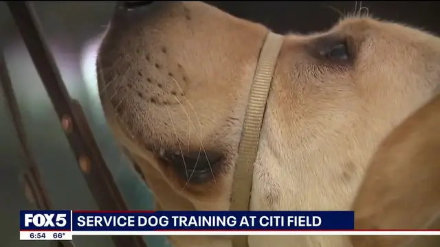 'Video thumbnail for One-year-old service dog Buddy training at Citi Field'