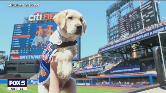 'Video thumbnail for One-year-old service dog Buddy training at Citi Field'