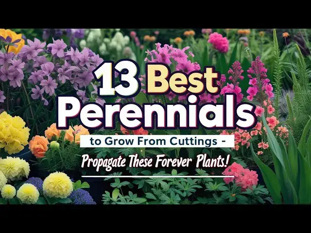 'Video thumbnail for 13 Best Perennials to Grow From Cuttings – Propagate These Forever Plants!'