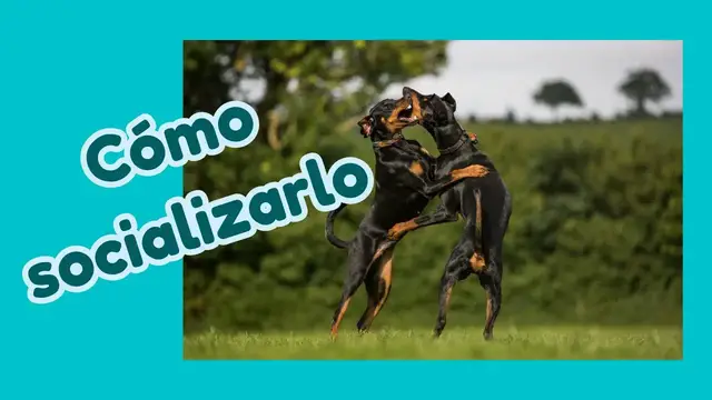 'Video thumbnail for 🐕Cómo socializar a tu pinscher mini  ❤️'