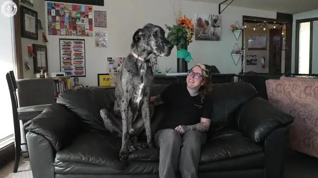 'Video thumbnail for World's tallest and shortest dogs meet'