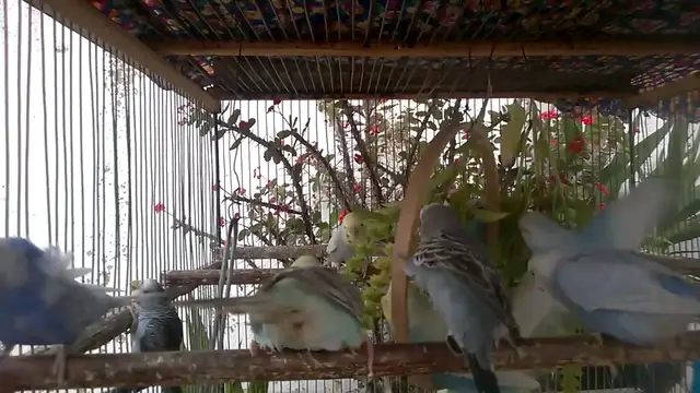 'Video thumbnail for Diese Vögel sind wertvoller als Diamanten – Schau sie dir an! 💎🐦 #Exklusiv'