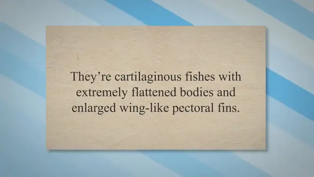 'Video thumbnail for All About Stingrays: The Venomous Flat Sharks'