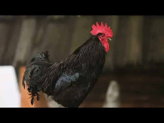 'Video thumbnail for "Ventilation Matters: 10 Deadliest Mistakes in Chicken Coops Revealed"'