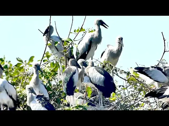 'Video thumbnail for Amazing of wild bird - Lake Serenity: Adorable Bird Chicks Crying in Nest'