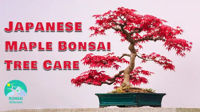 'Video thumbnail for Japanese Maple Bonsai Tree Care'