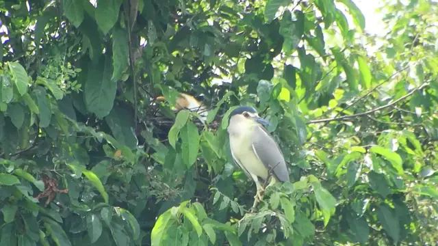'Video thumbnail for Area bird live in forest'