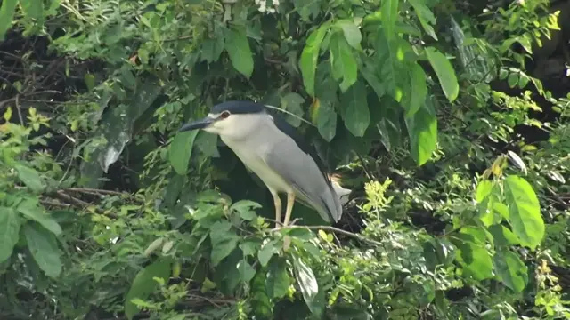 'Video thumbnail for Cute of unkhnow name wild bird here'