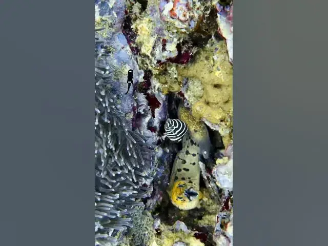 'Video thumbnail for Can you find the lobster? Look closer.. #eelfishing'