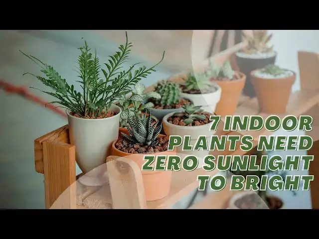 'Video thumbnail for 7 Indoor Plants need Zero Sunlight to Bright #IndoorPlants #LowLightPlants #PlantCare'
