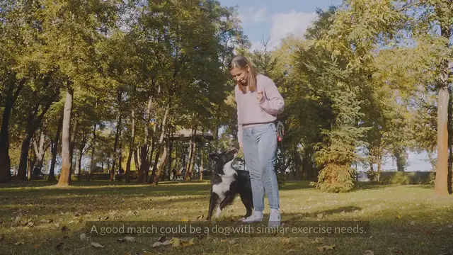 'Video thumbnail for What Is A Good Companion Dog For An Australian Shepherd?'