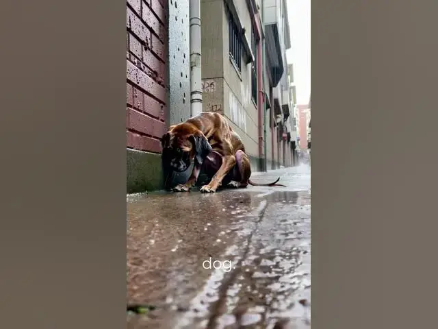 'Video thumbnail for He Chose to Save a Dog Over Gambling #dogrescue #dogrescueshorts #puppyrescue #rescuedog #rescuedogs'