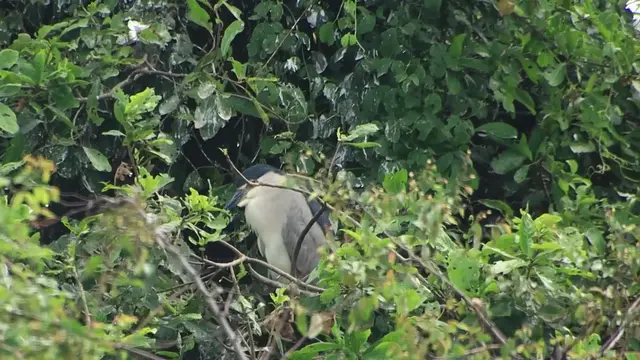 'Video thumbnail for Cute of wild bird, what is bird'