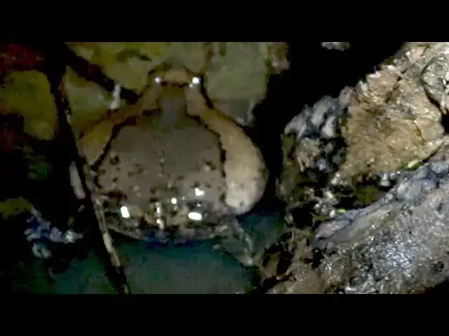 'Video thumbnail for The frog | Finding catch all frog after rain at night'