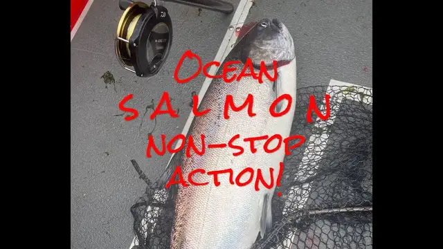 'Video thumbnail for Ocean SALMON Non-Stop ACTION - Westport kings and coho salmon!'
