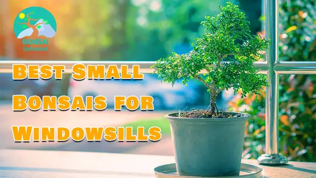'Video thumbnail for Best Small Bonsais for Windowsills'