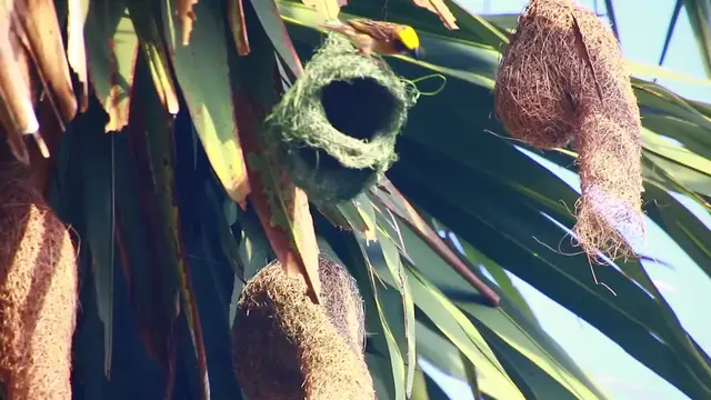 'Video thumbnail for Maya bird - Golden bird making nest'