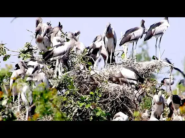 'Video thumbnail for Amazing of wild bird - Nesting Cuties: Lake Views and Baby Bird Cries'