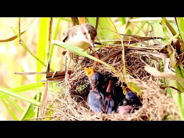 'Video thumbnail for Amazing of lake - Cocukoo Chaos: Baby Birds Compete for Nest Food'