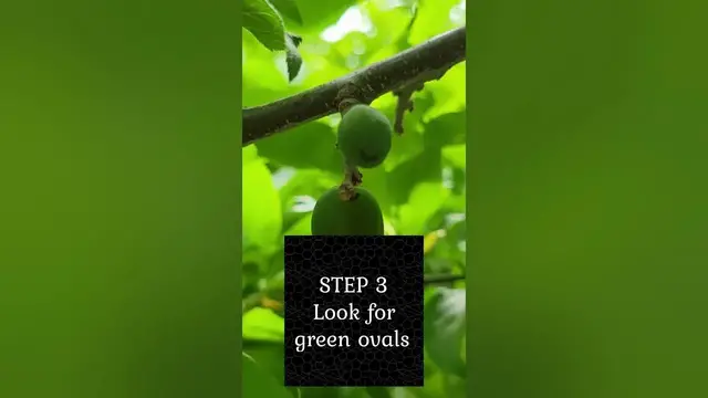 'Video thumbnail for Do I have fruiting plum trees'