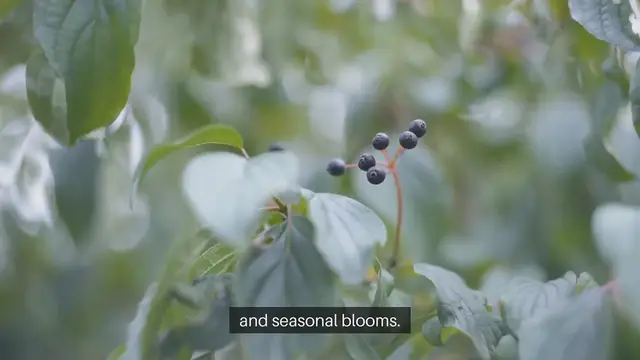 'Video thumbnail for Growing Blueberries in Your Backyard'