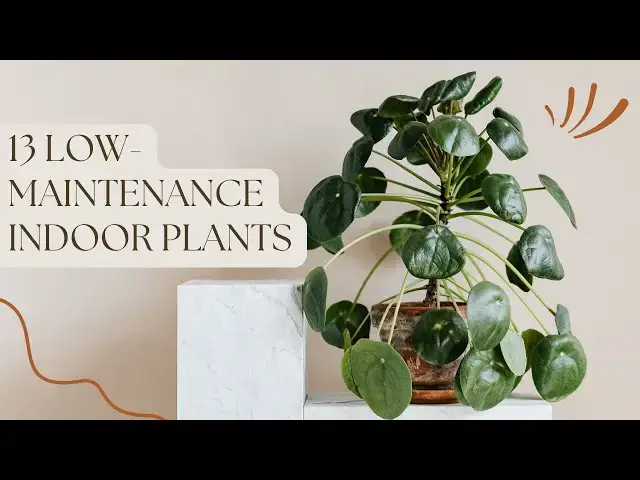 'Video thumbnail for 13 Low Maintenance Indoor Plants #LowMaintenancePlants #IndoorPlants #EasyCarePlants'