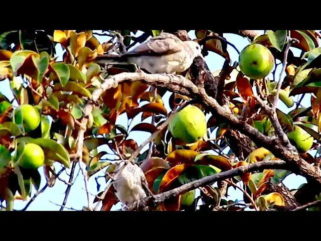 'Video thumbnail for The Wld dove on nest | Baby dove wait eat food on nest'
