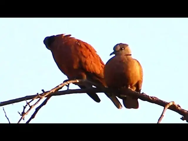 'Video thumbnail for Dove wild call to other dove'