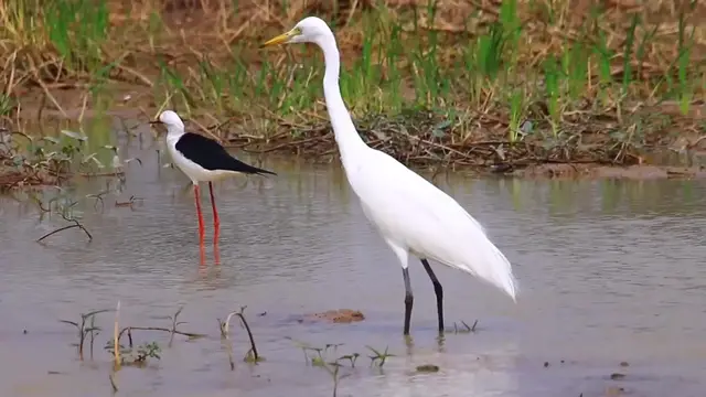 'Video thumbnail for White hero bird waiting to catch fish eat in lake'