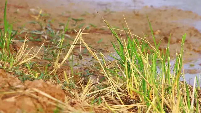 'Video thumbnail for Small wild bird find catch frog eat in lake'