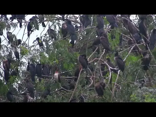 'Video thumbnail for All black wild bird stay here at everning'