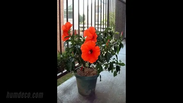 'Video thumbnail for Different varieties of Hibiscus also known as Gumamelas... 🌺🌺🌺🌺 - Home Decorating Tips & Ideas '