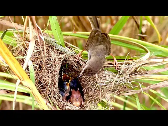 'Video thumbnail for Amazing of Lake - Lake Love: Mother Cocukoo Shares Meal with Adorable Baby Bird'